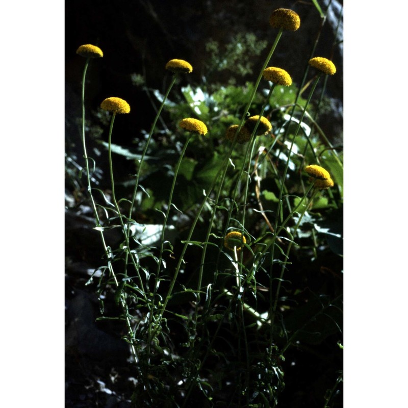 leucanthemum virgatum (desr.) clos