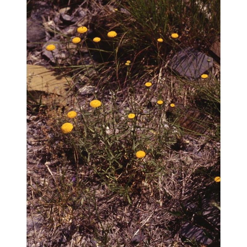 leucanthemum virgatum (desr.) clos