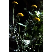 leucanthemum virgatum (desr.) clos