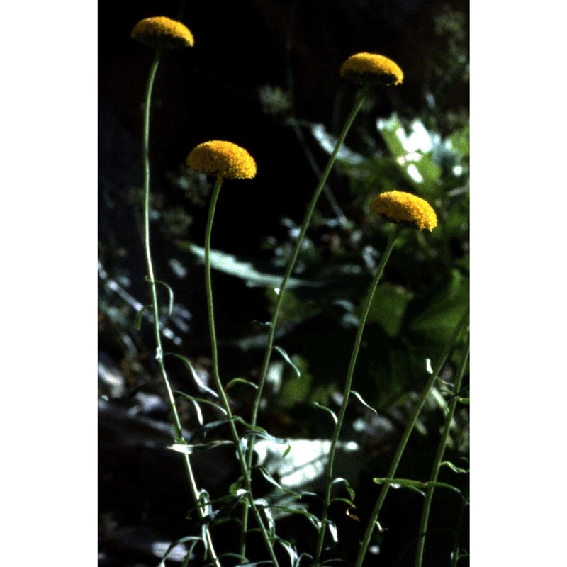 leucanthemum virgatum (desr.) clos