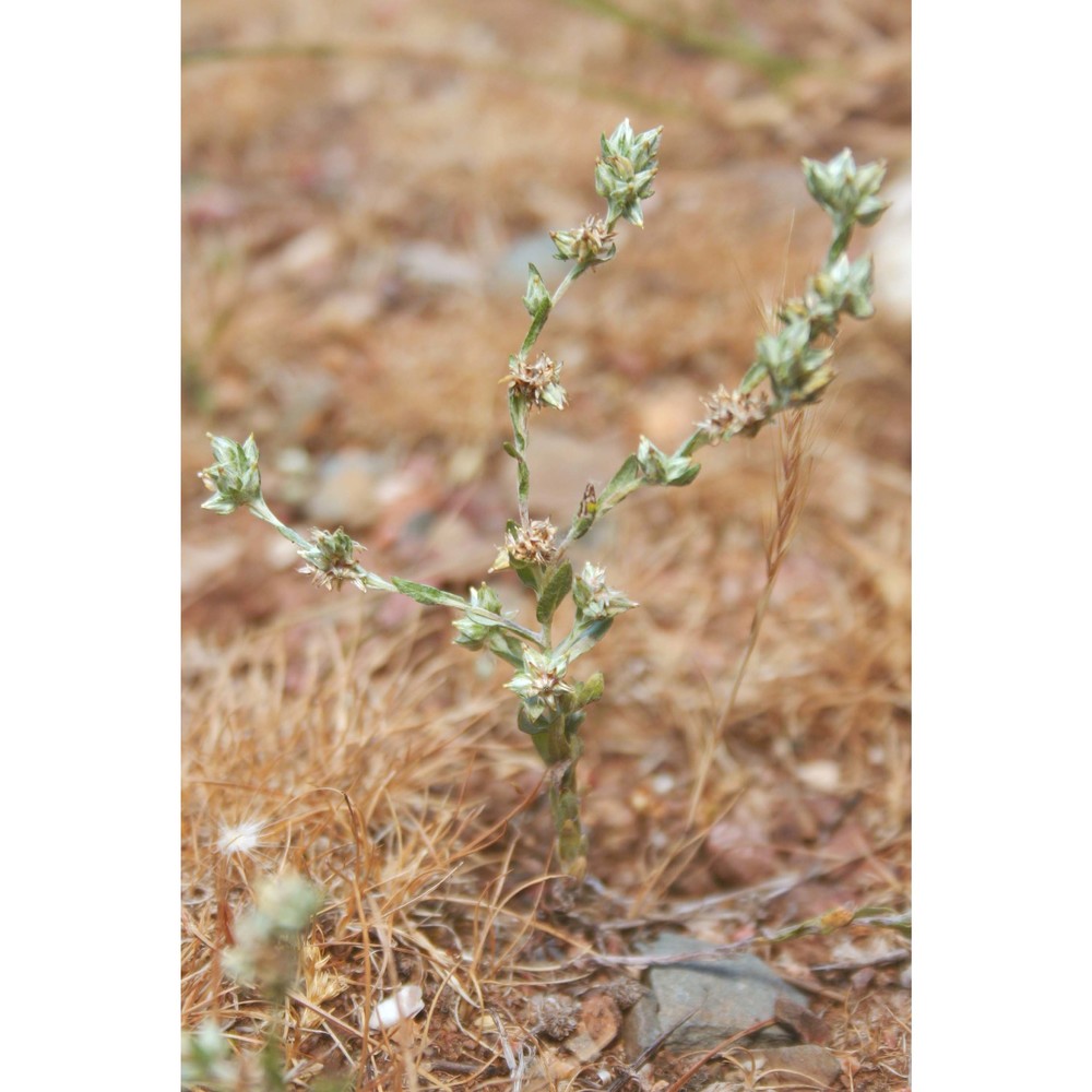 logfia heterantha (raf.) holub