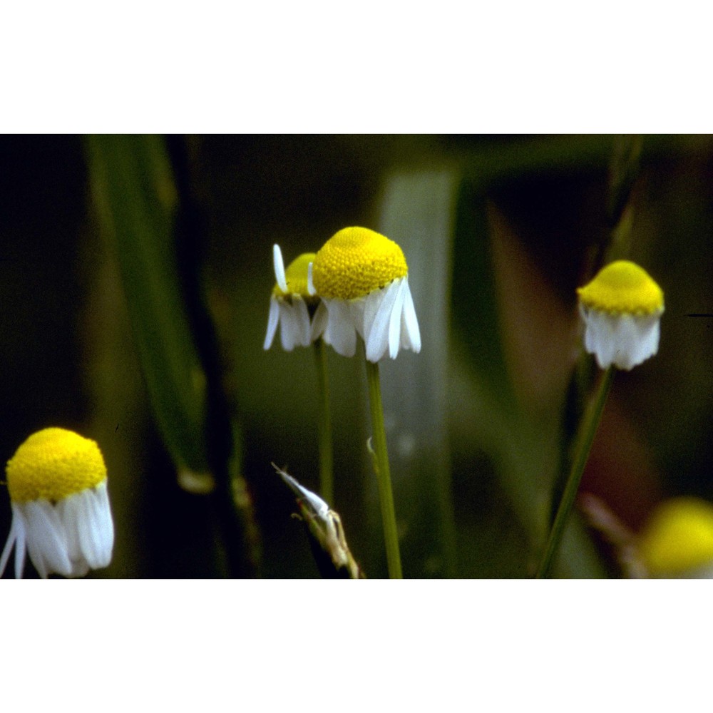 matricaria chamomilla l.