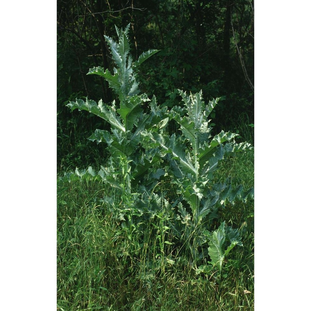 onopordum acanthium l. subsp. acanthium