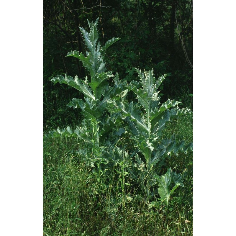 onopordum acanthium l. subsp. acanthium