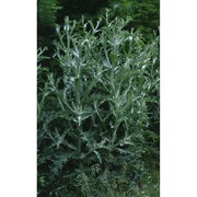 onopordum acanthium l. subsp. acanthium