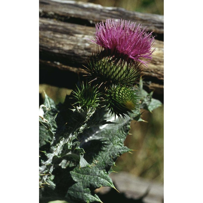 onopordum acanthium l. subsp. acanthium