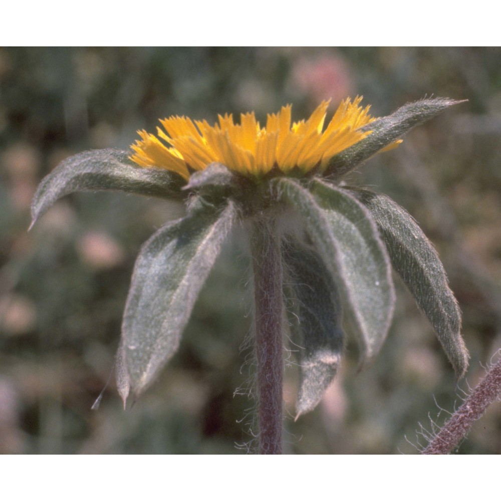 pallenis spinosa (l.) cass. subsp. spinosa