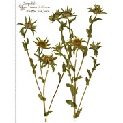 pallenis spinosa (l.) cass. subsp. spinosa