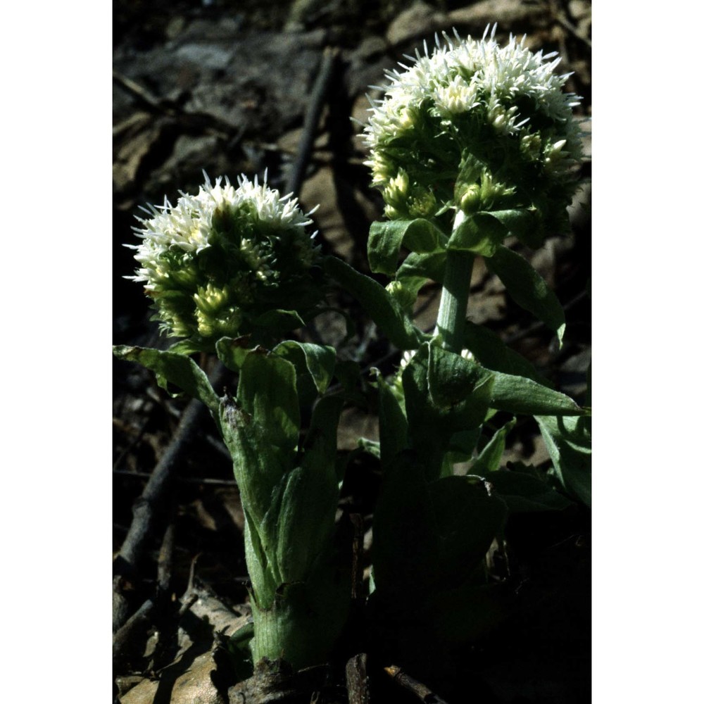 petasites albus (l.) gaertn.