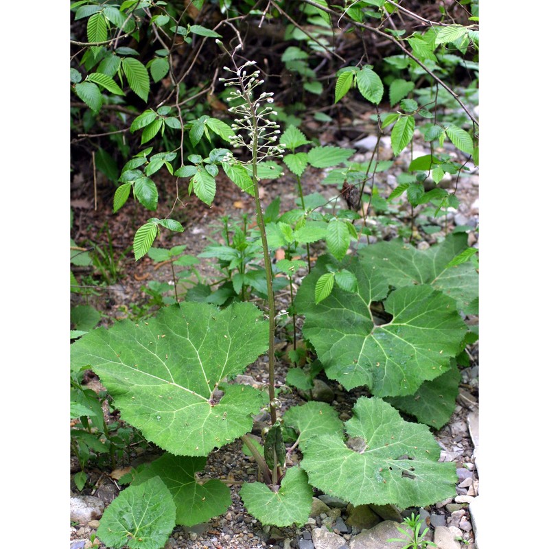 petasites albus (l.) gaertn.