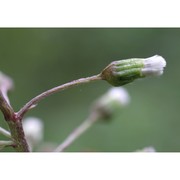 petasites albus (l.) gaertn.