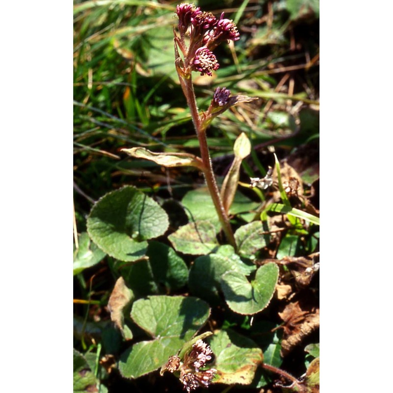 petasites pyrenaicus (l.) g. lópez