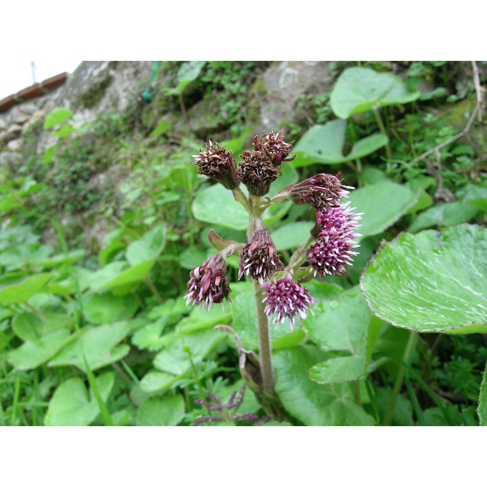 petasites pyrenaicus (l.) g. lópez