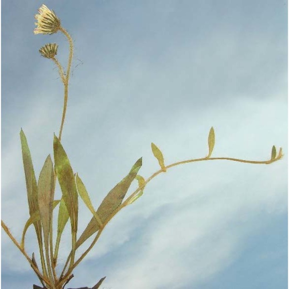 pilosella acutifolia (vill.) arv.-touv.