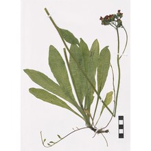 pilosella aurantiaca (l.) f. w. schultz et sch. bip.