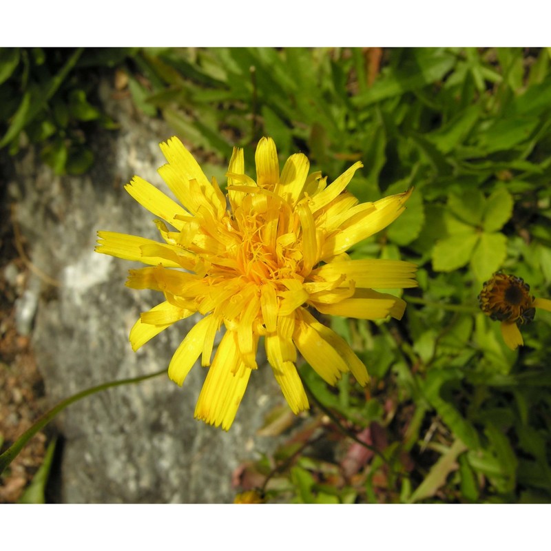 pilosella corymbuloides (arv.-touv.) s. bräut. et greuter