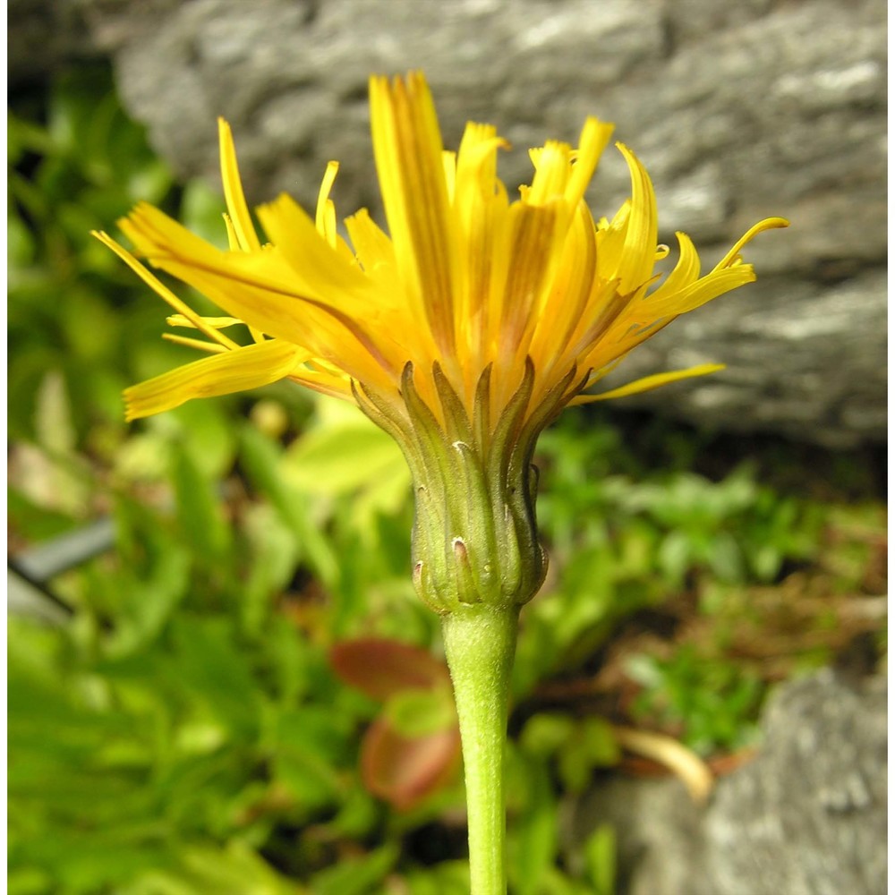 pilosella corymbuloides (arv.-touv.) s. bräut. et greuter