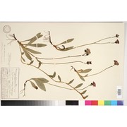 pilosella fusca (vill.) arv.-touv.