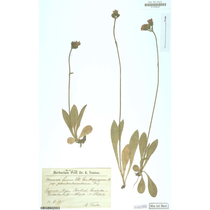 pilosella fusca (vill.) arv.-touv.