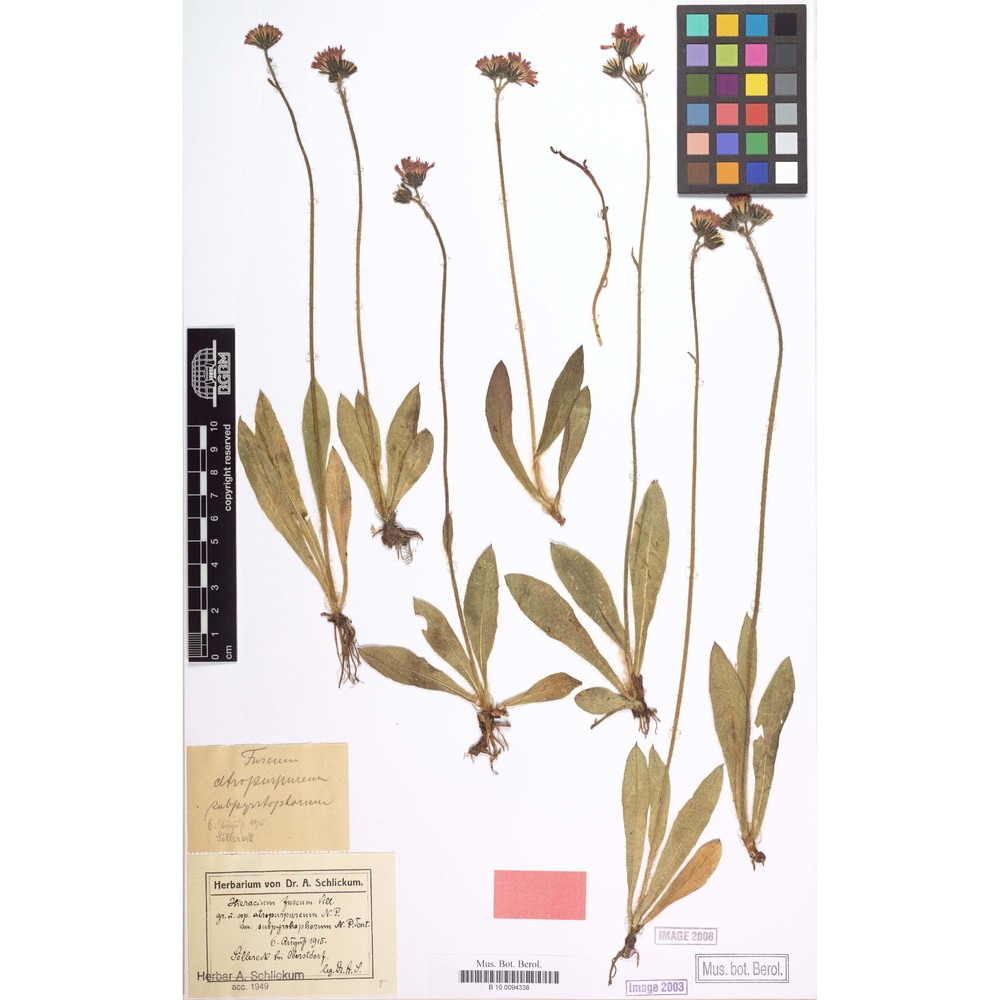 pilosella fusca (vill.) arv.-touv.