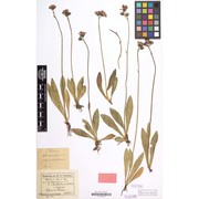 pilosella fusca (vill.) arv.-touv.