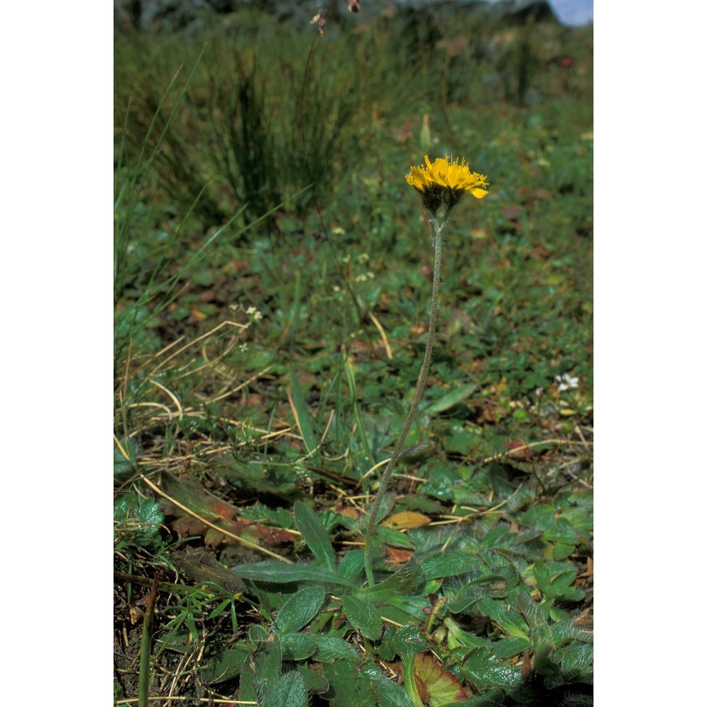 pilosella glacialis (reyn. ex lachen.) f. w. schultz et sch. bip.