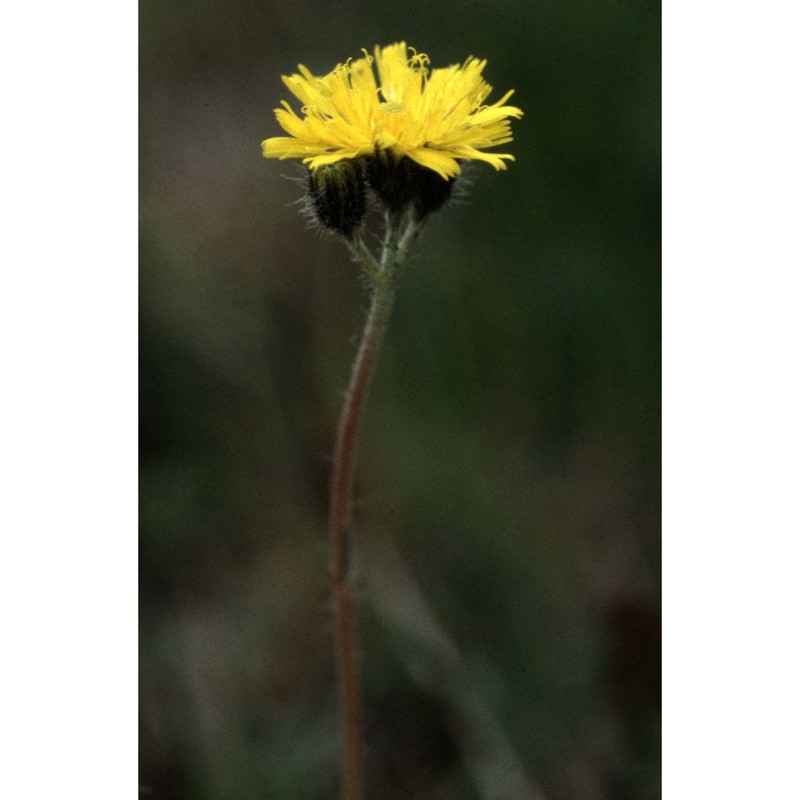 pilosella glacialis (reyn. ex lachen.) f. w. schultz et sch. bip.