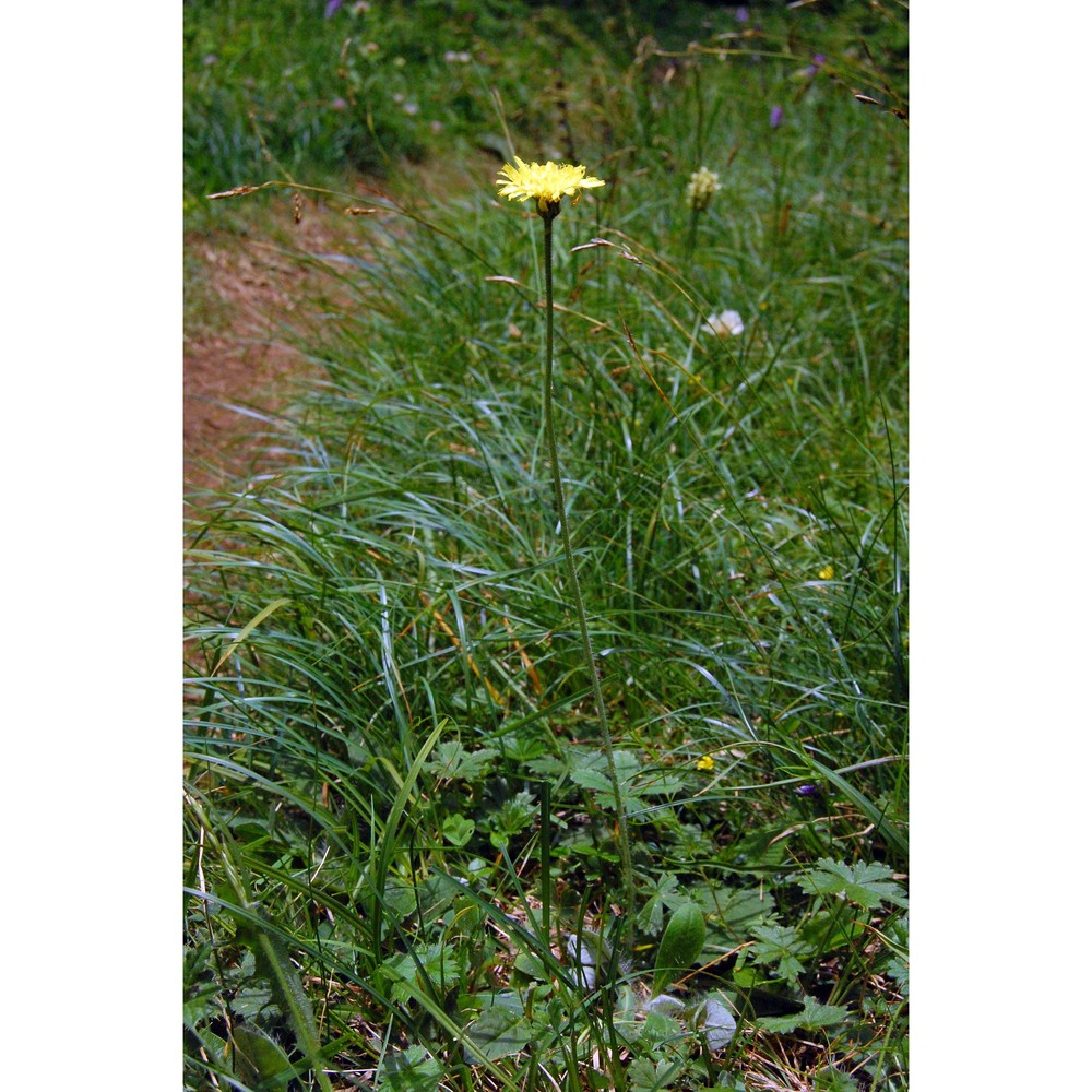 pilosella hoppeana (schult.) f. w. schultz et sch. bip.