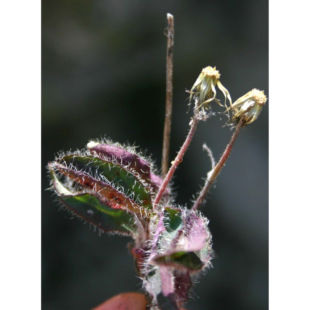 pilosella kralikii (rouy) j.-m. tison