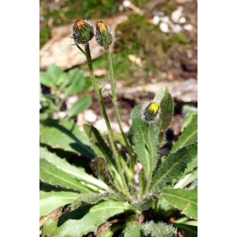 pilosella peleteriana (mérat) f. w. schultz et sch. bip.