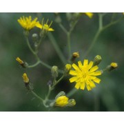 pilosella piloselloides (vill.) soják