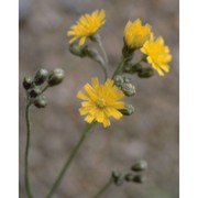 pilosella piloselloides (vill.) soják