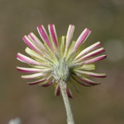 pilosella pseudopilosella (ten.) soják