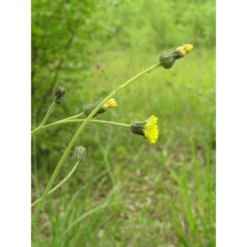 pilosella visianii f. w. schultz et sch. bip.