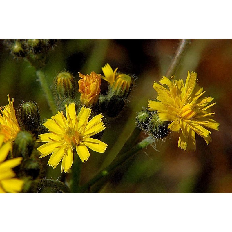 pilosella ziziana (tausch) f. w. schultz et sch. bip.