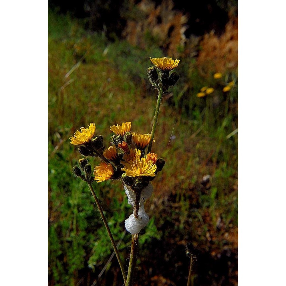 pilosella ziziana (tausch) f. w. schultz et sch. bip.