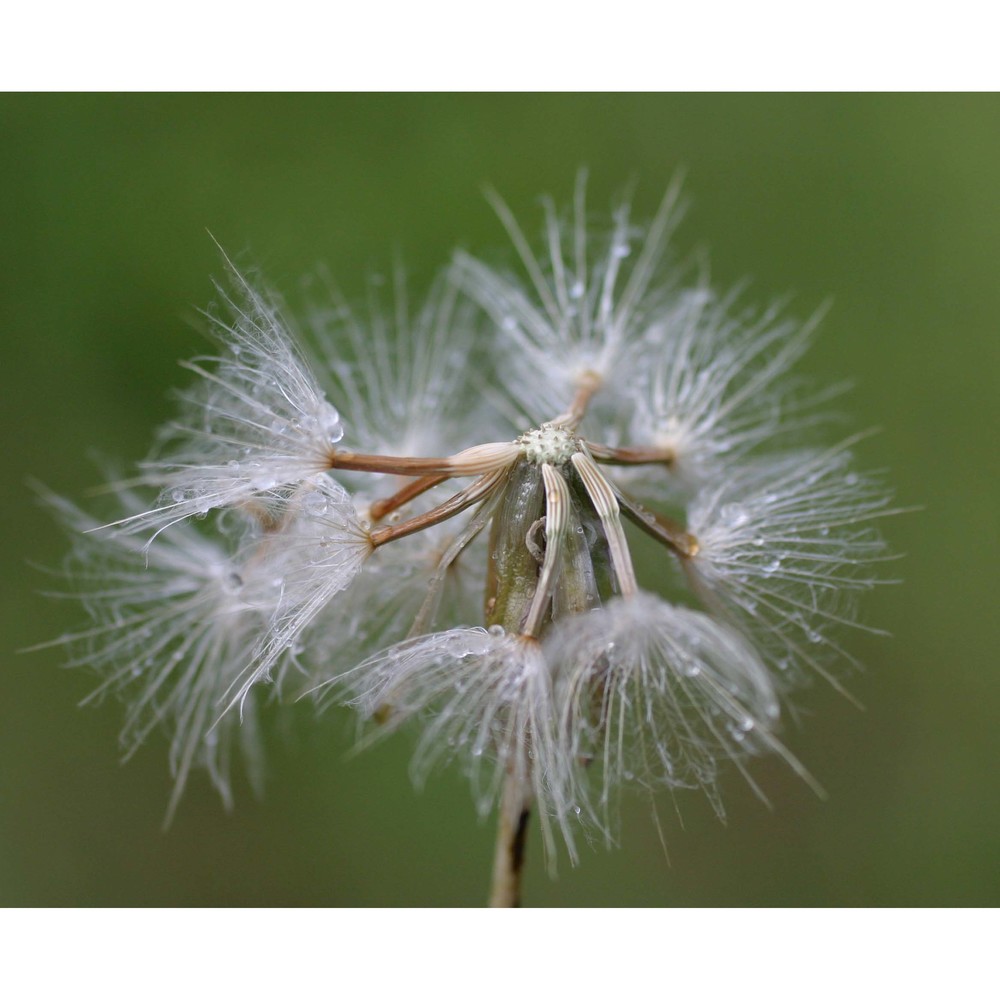 podospermum canum c. a. mey.