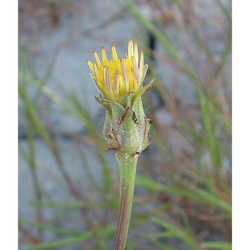 podospermum canum c. a. mey.