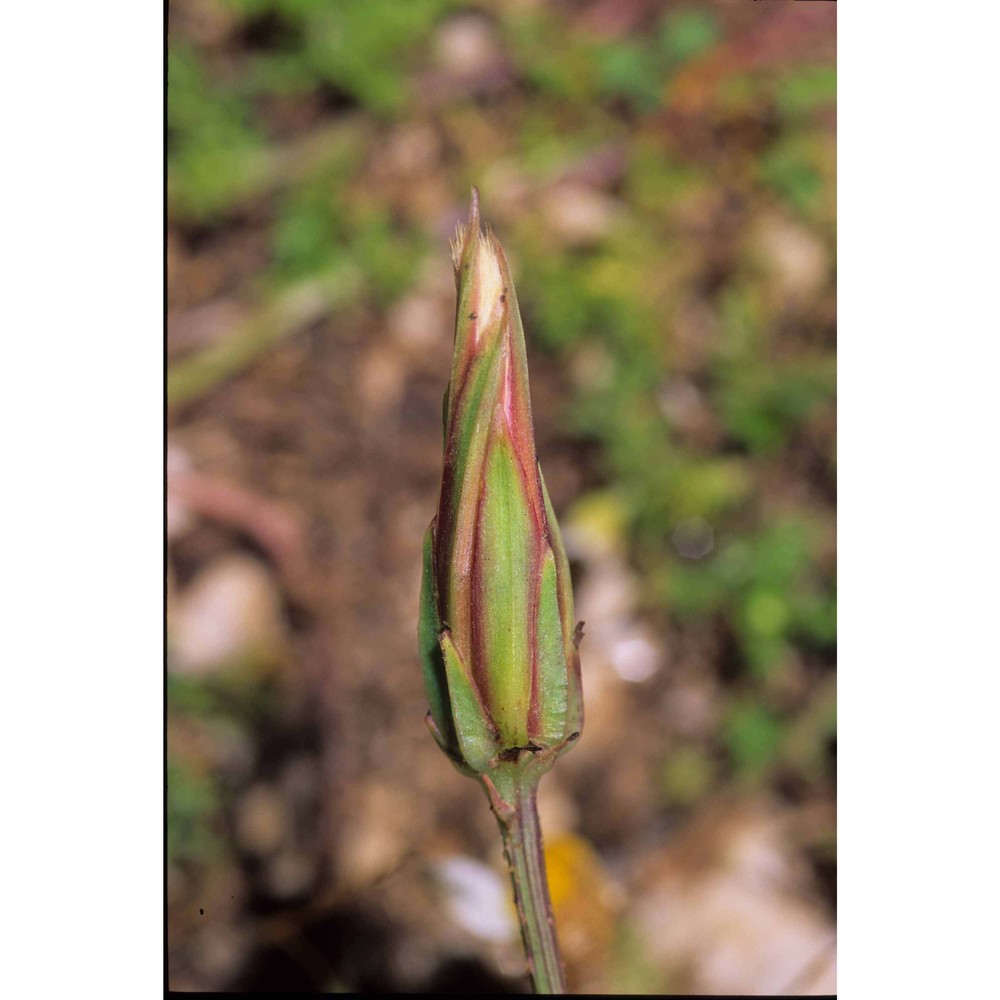 podospermum laciniatum (l.) dc.