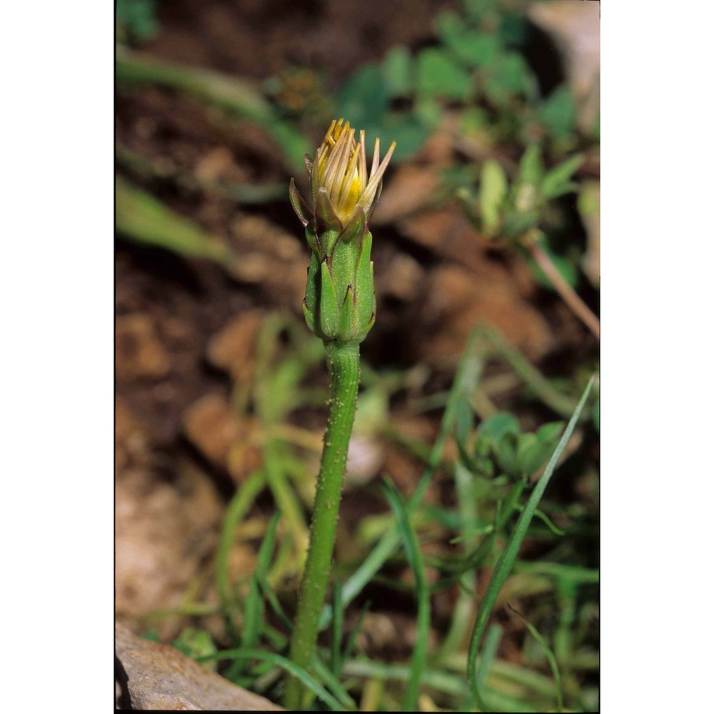 podospermum laciniatum (l.) dc.