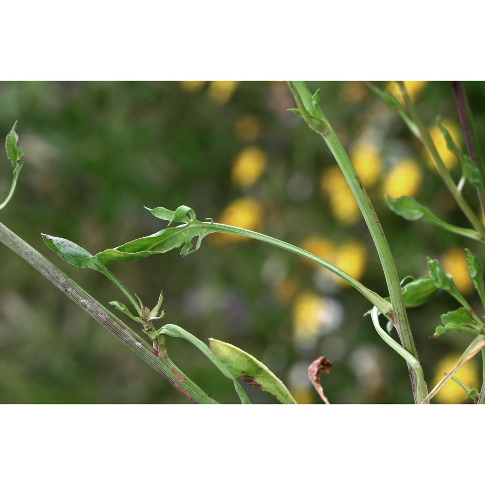 podospermum laciniatum (l.) dc.