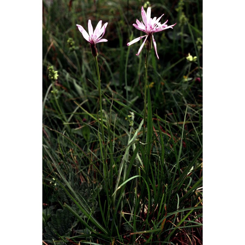 podospermum purpureum (l.) w. d. j. koch et ziz