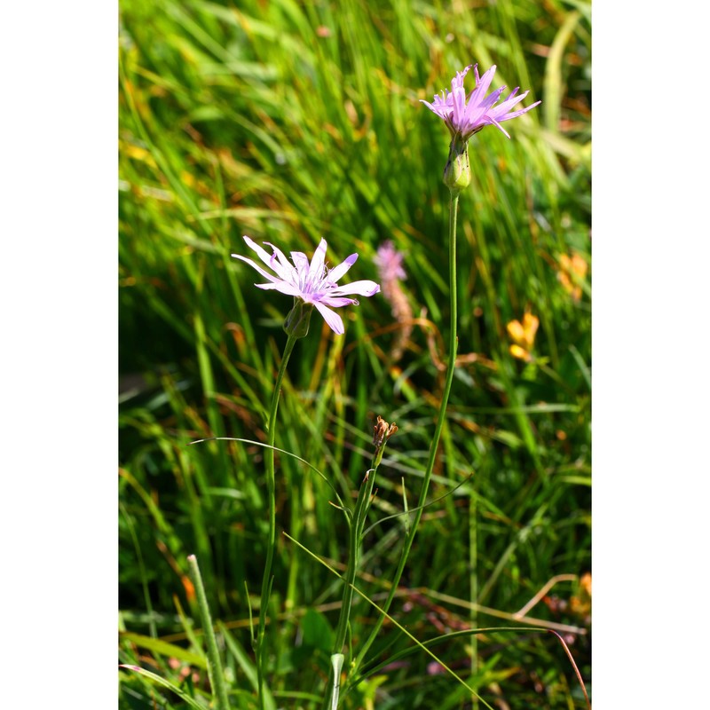 podospermum purpureum (l.) w. d. j. koch et ziz