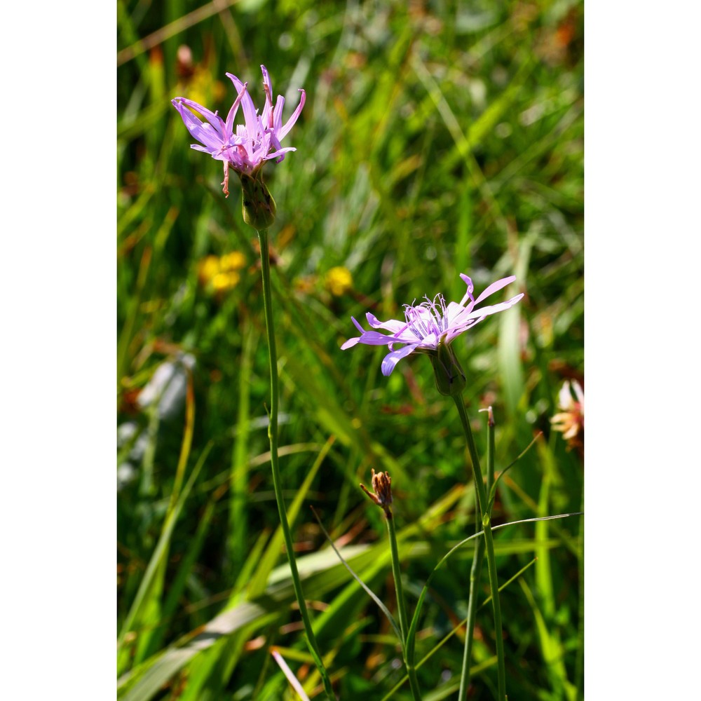 podospermum purpureum (l.) w. d. j. koch et ziz