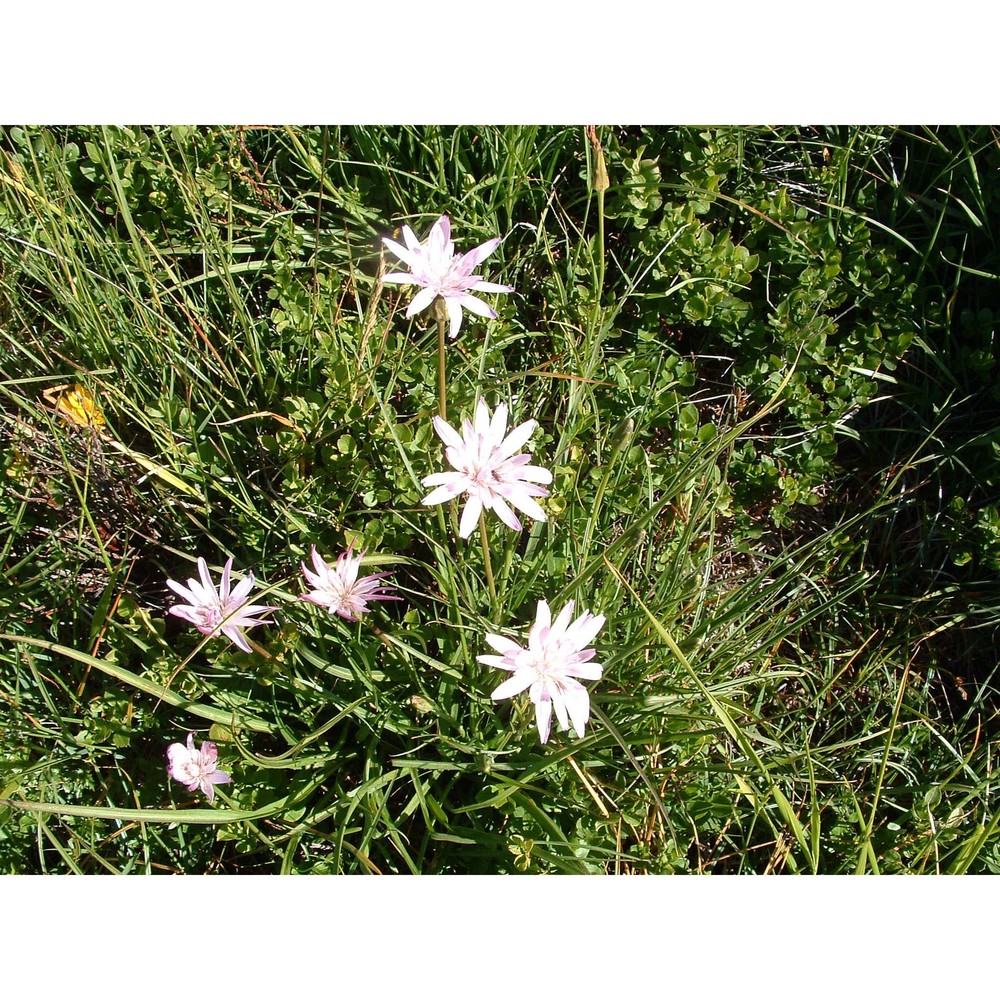 podospermum roseum (waldst. et kit.) gemeinholzer et greuter