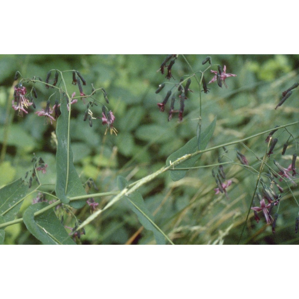 prenanthes purpurea l.