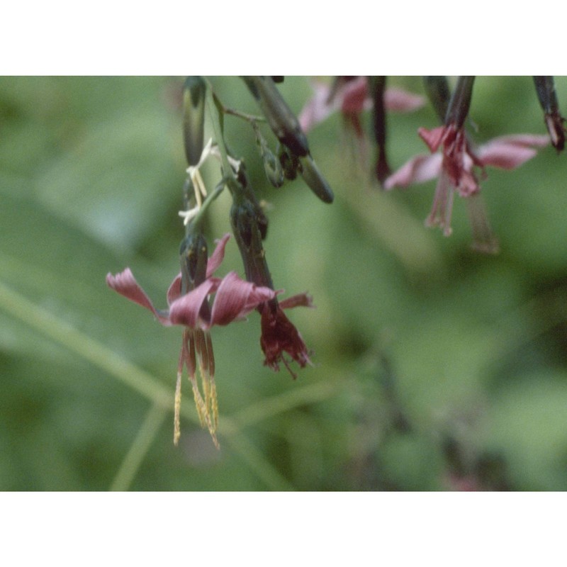 prenanthes purpurea l.