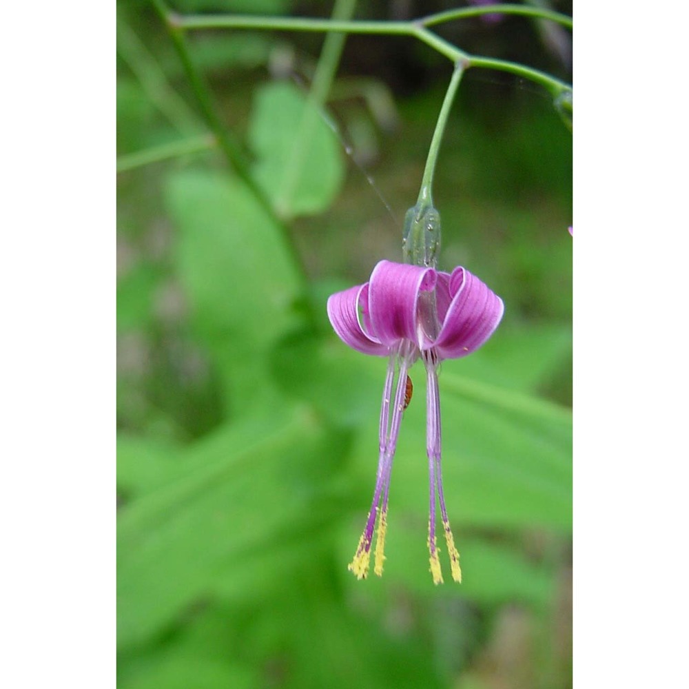 prenanthes purpurea l.