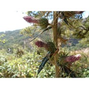 ptilostemon casabonae (l.) greuter