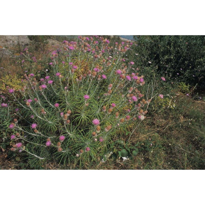 ptilostemon gnaphaloides (cirillo) soják